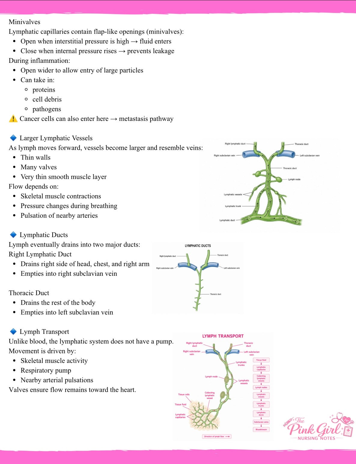 Anatomy & Physiology Volume 2 | Pink Aesthetic Nursing Notes π©Ίπ