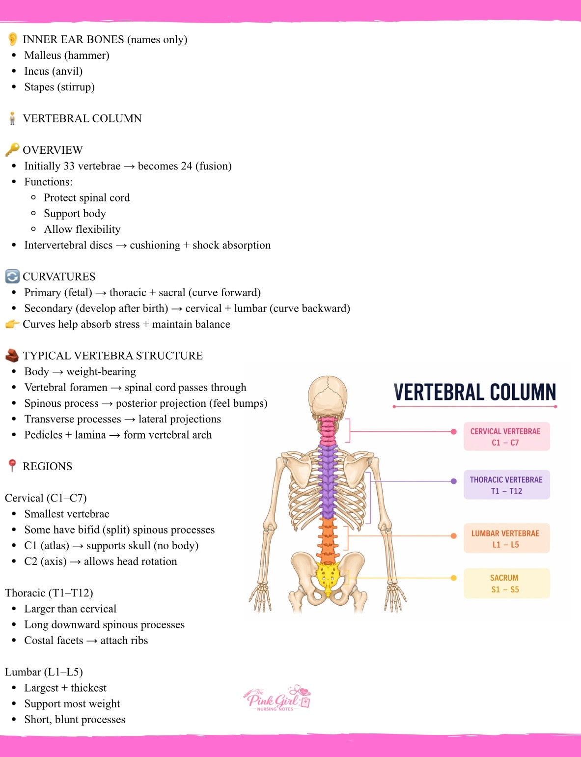 🎀 Anatomy & Physiology Volume 1 – Wide Study Notes