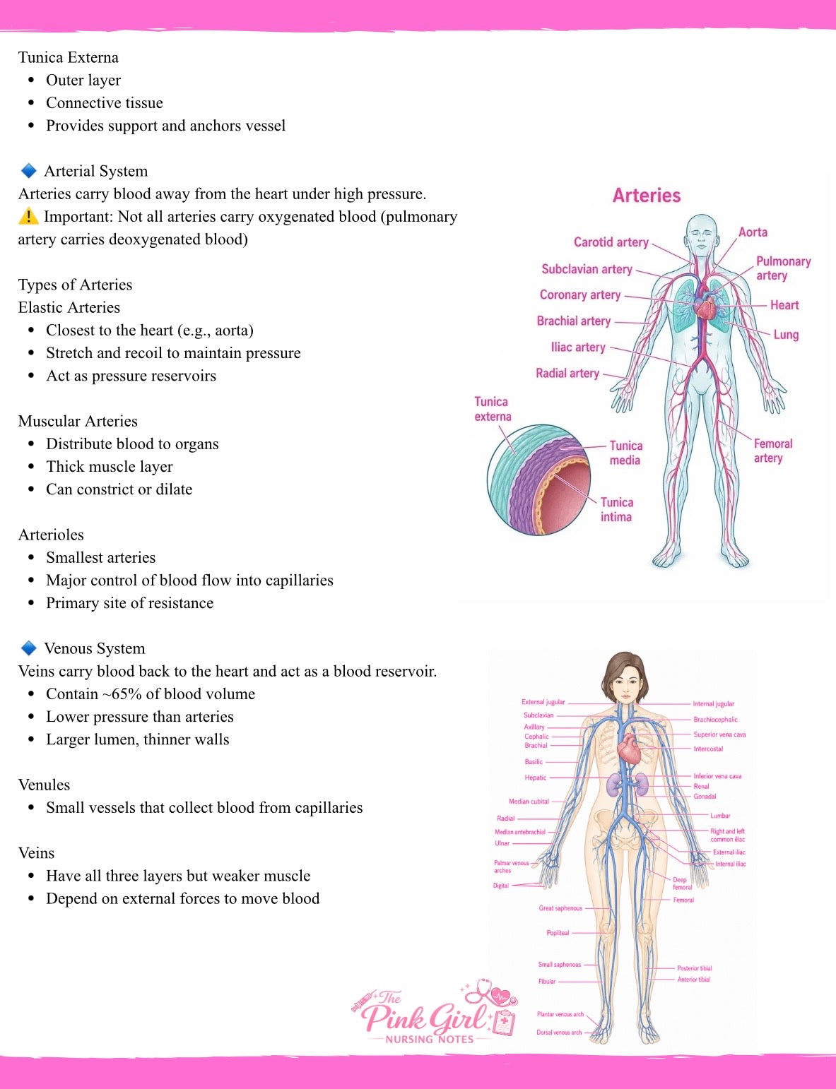 Anatomy & Physiology Volume 2 | Pink Aesthetic Nursing Notes 🩺🎀