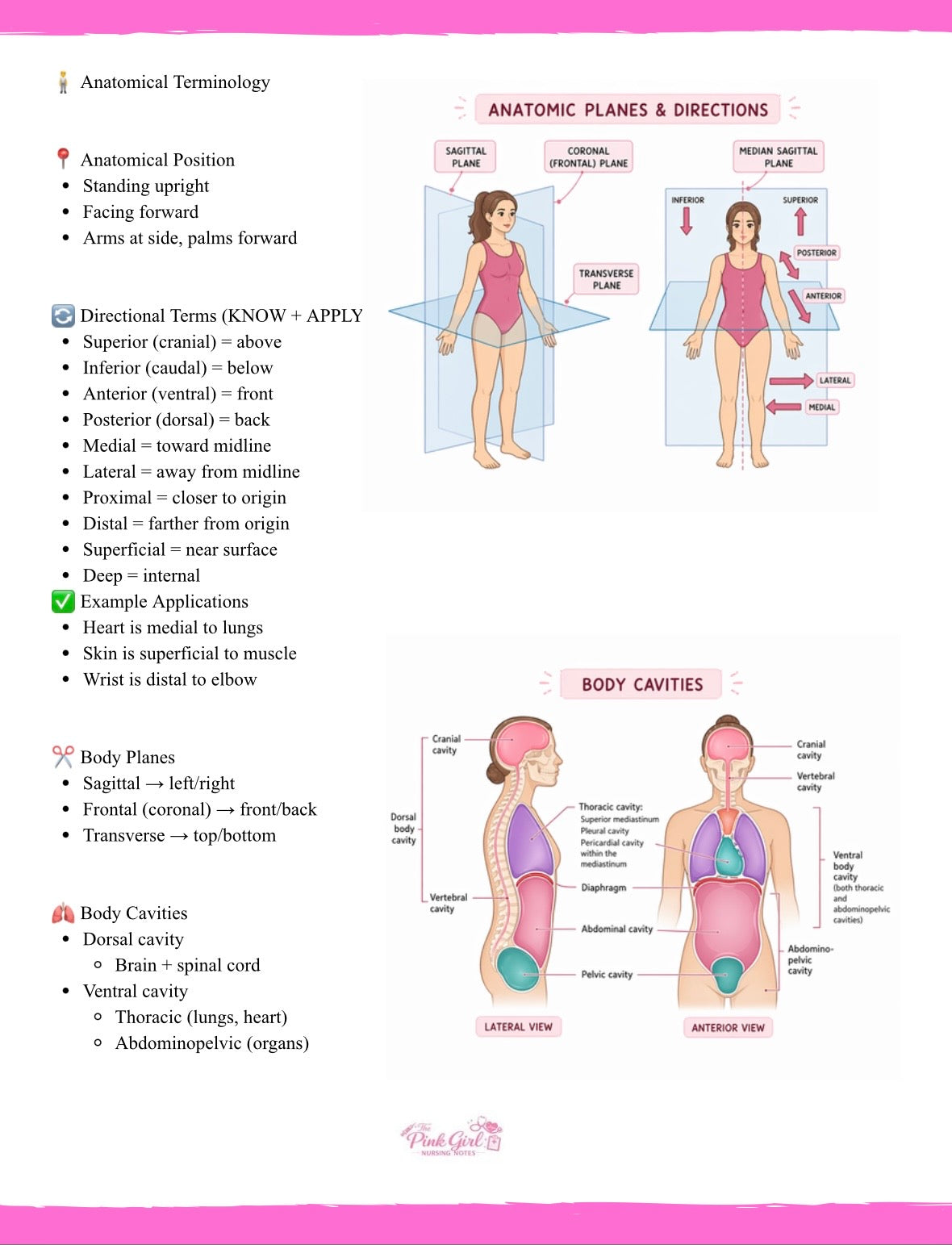🎀 Anatomy & Physiology Volume 1 – Wide Study Notes