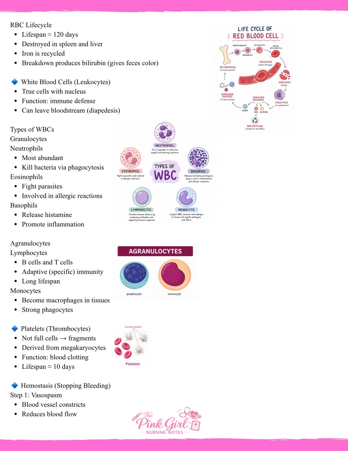 Anatomy & Physiology Volume 2 | Pink Aesthetic Nursing Notes 🩺🎀