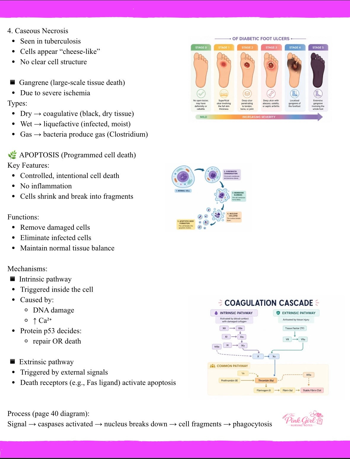 Pathophysiology Volume 1 – Pink Girl Nursing Notes | Visual & Simplified Nursing Study Guide🎀💞