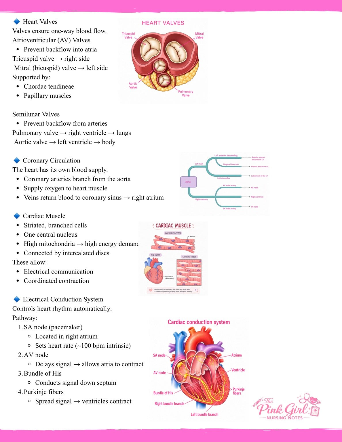 Anatomy & Physiology Volume 2 | Pink Aesthetic Nursing Notes 🩺🎀