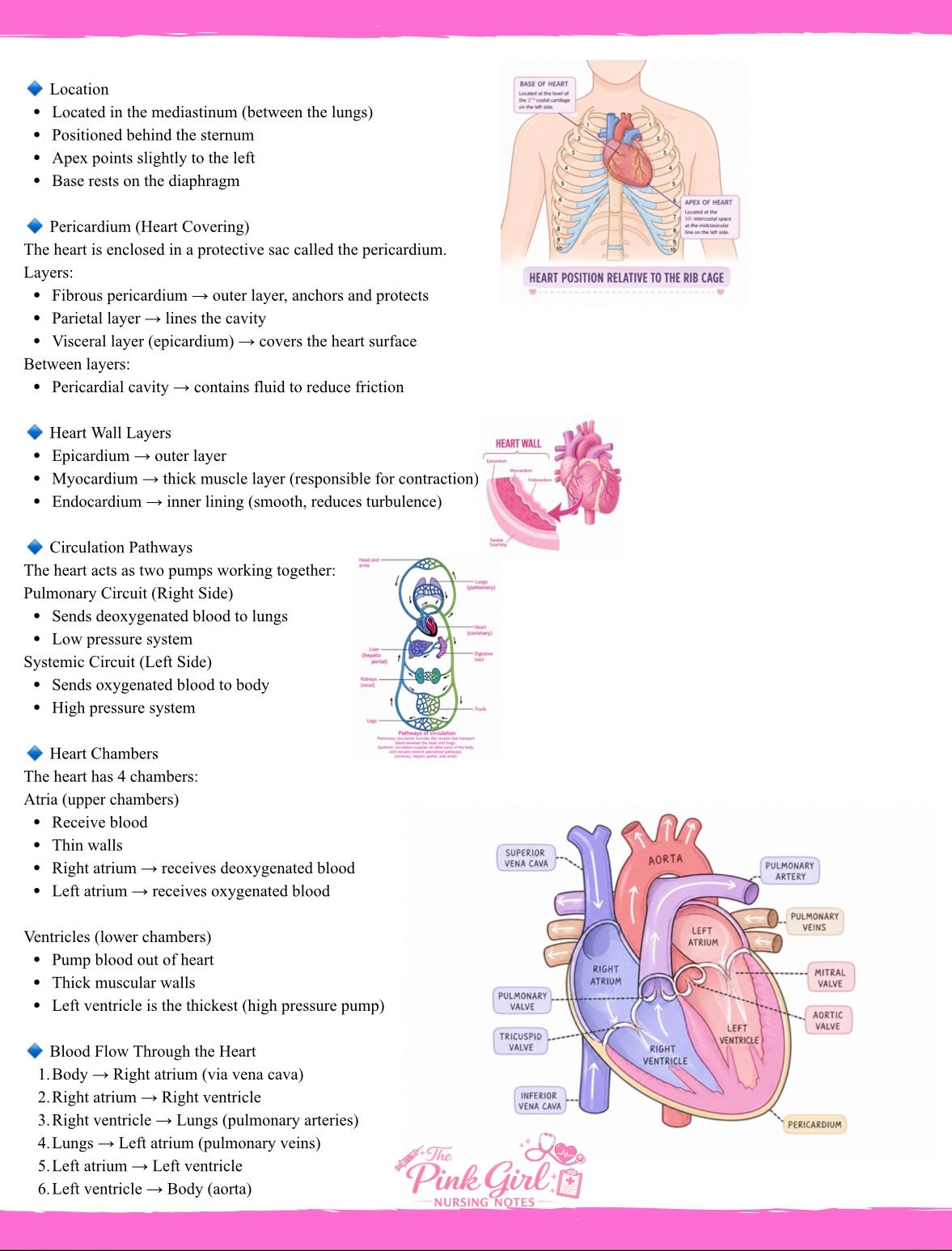 Anatomy & Physiology Volume 2 | Pink Aesthetic Nursing Notes 🩺🎀