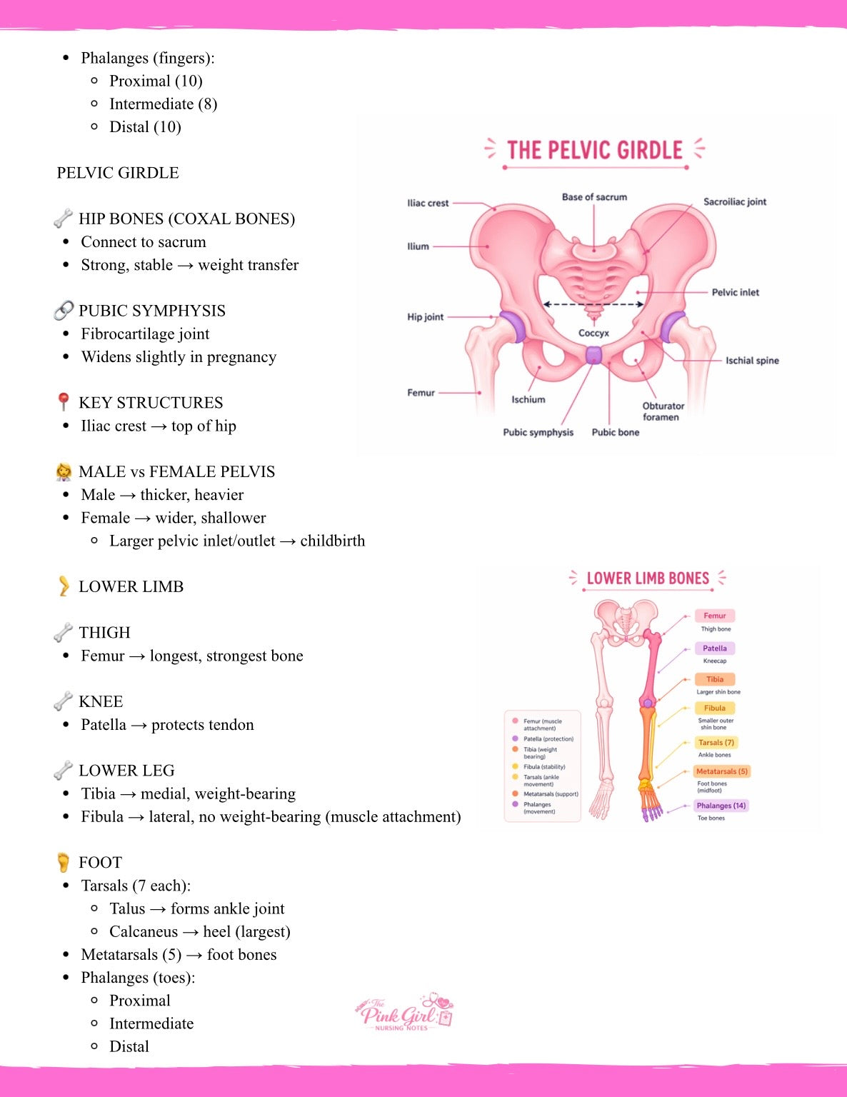 🎀 Anatomy & Physiology Volume 1 – Wide Study Notes