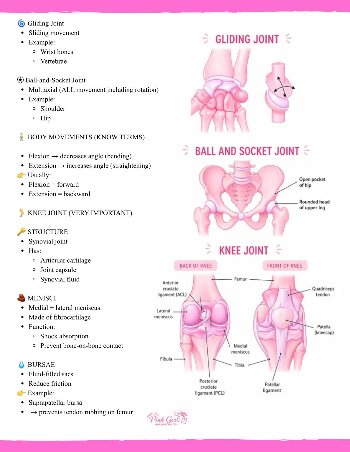 🎀 Anatomy & Physiology Volume 1 – Wide Study Notes