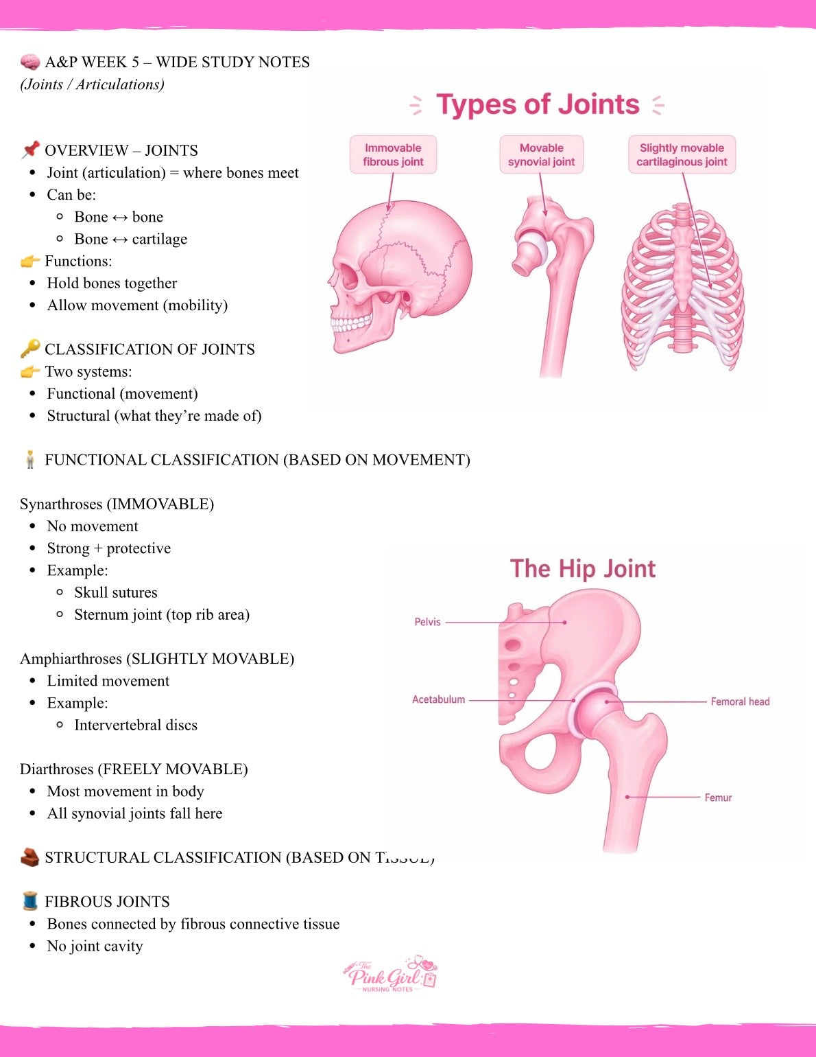 🎀 Anatomy & Physiology Volume 1 – Wide Study Notes